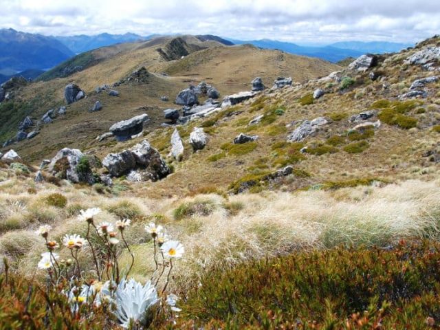Hump Ridge 1439